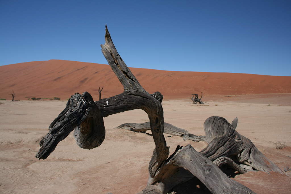 desert come alive